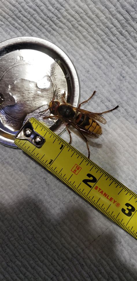 A European Hornet queen I found today! : r/wasplove