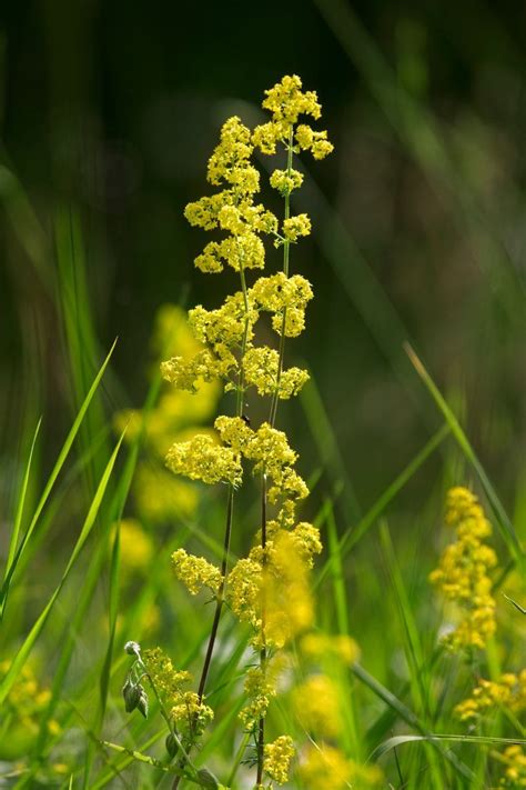 A simple guide to the wildflowers of Britain - Country Life | Wild ...