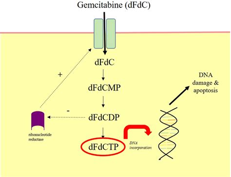 Mechanism Of Action Of Intravesical Gemcitabine Gemcitabine Dfdc Is