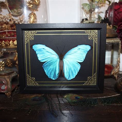 Morpho Didius Etsy