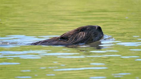 Beaver 20160902 1 Loch Raven Reservoir Warren Road Flat Flickr