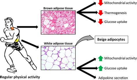 Frontiers Effect Of Exercise On Fatty Acid Metabolism And Adipokine