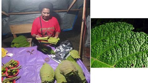 Mengenal Daun Gatal Obat Tradisional Papua Penghilang Pegal