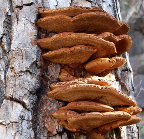 Shelf Fungi Spores