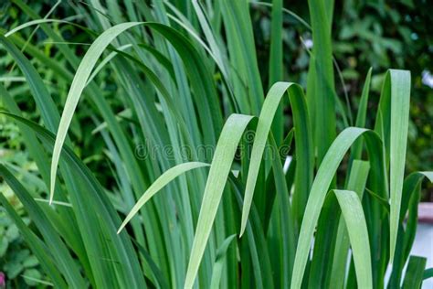 Tall Blades Of Grass Being Lit By The Early Morning Sun Stock Image Image Of Bright Golden