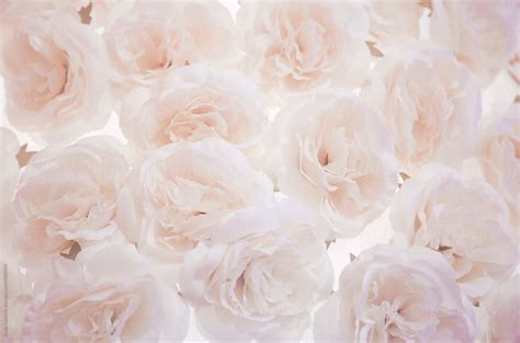 "Pale Pink White Roses Background" by Stocksy Contributor "Sonja ...