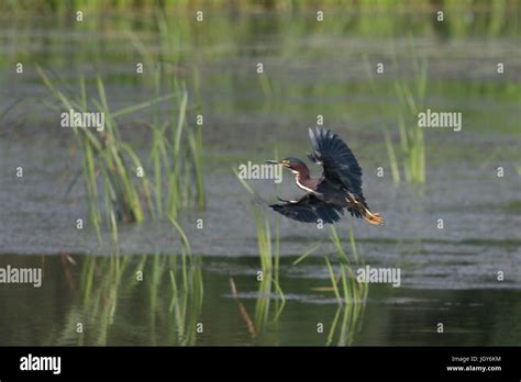 Green heron flying hi-res stock photography and images - Alamy