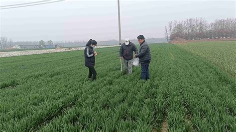 山东省气象局 单县：部门联合开展小麦拔节期田间管理调查指导