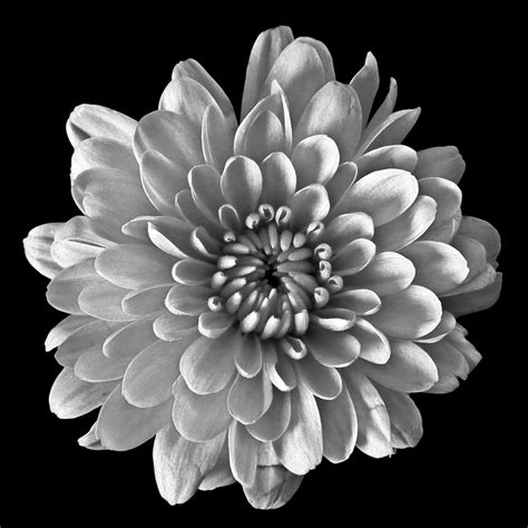 Spray Chrysanthemum – Art Photo Web Studio