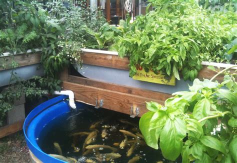 Aquaponics Courses The Aquaponic Source Denver Co