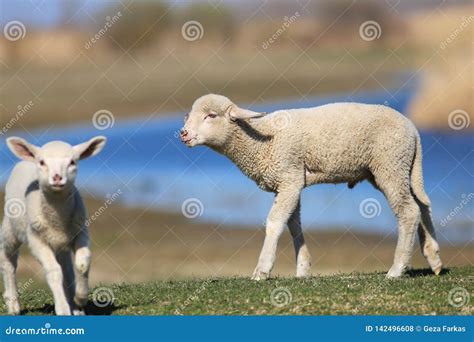 Two Cute Lamb Playing On The Pasture Stock Photo Image Of Sheep