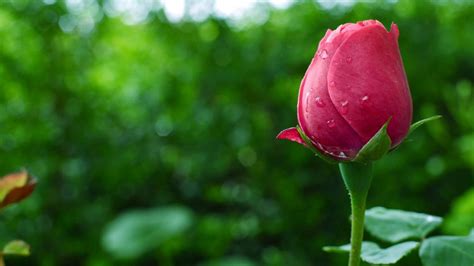 Fotos Gratis Paisaje Naturaleza Flor Hoja P Talo Rosa Verde