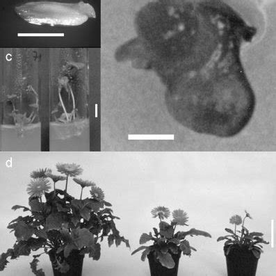 Diplo Haploid Plant Production Stages A Naked Mature Ovule Bar 1