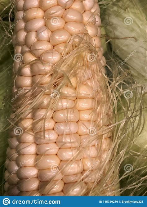 Corn Cobs. stock image. Image of healthy, cobs, health - 145729279