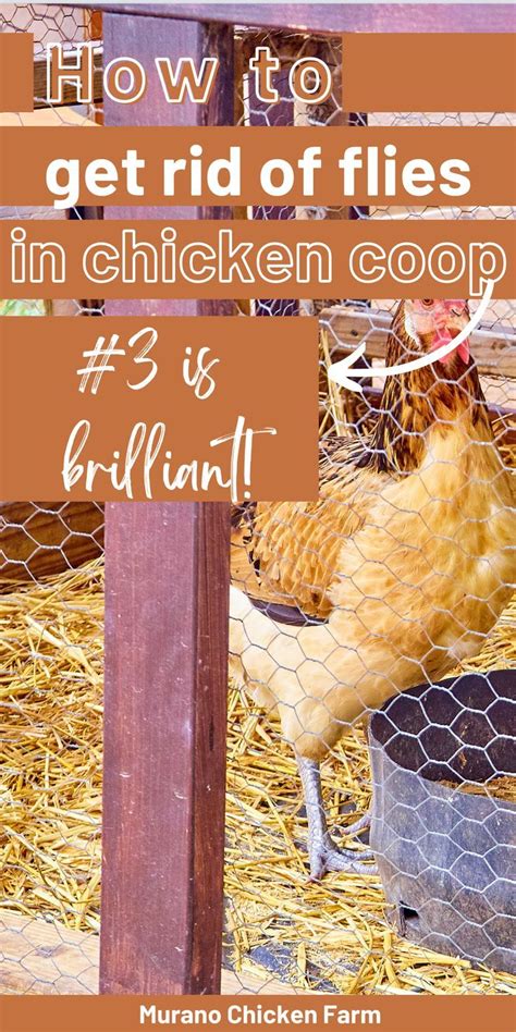 Chickens And Coop Without Flies Chicken Coop Plans Free Easy Chicken