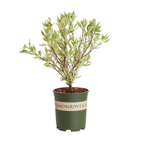 Monrovia 26 Quart White Red Twig Dogwood Accent Shrub In Pot In The