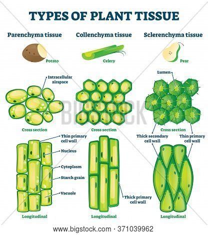 Diagram Of Plant Tissue