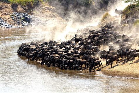 Discover Serengeti S Great Migration Luxury Safari Easy Travel