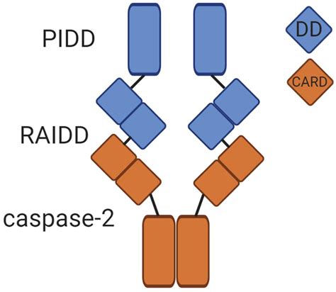 Frontiers Caspase Substrates To Apoptosis Cell Cycle Control And