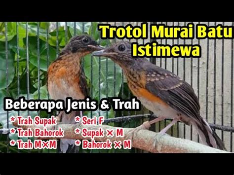 Trotol Murai Batu Jahat Beberapa Jenis Dan Trahnya Yang Luar Biasa