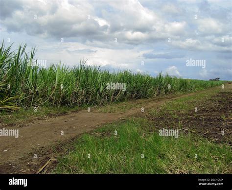 landscape scenery  negros island   philippines