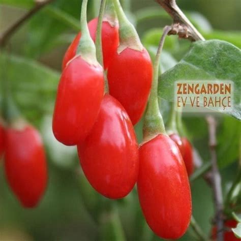 Zengarden Goji Berry Tohumu Lycium Barbarum Seeds Fiyatı