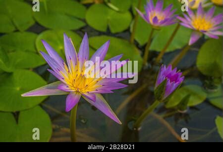 Sri Lanka, Blue star water lily, or blue lotus flower (Nymphaea ...