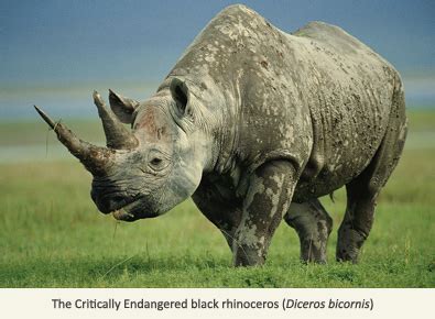 Rhino poaching: A global phenomenon - EDGE of Existence