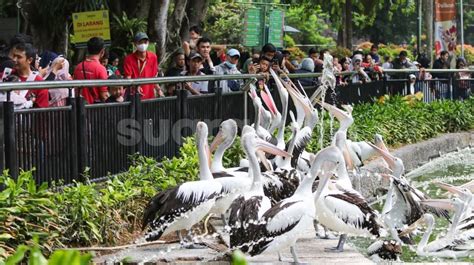 Info Ragunan Hari Ini Buka Atau Tidak Cek Jadwal Dan Harga Tiket