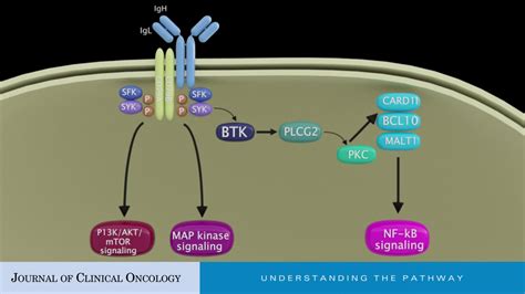 Ibrutinib Mechanism Of Action