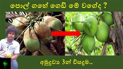 පල මයටව පලනය කරම Coconut Mite YouTube