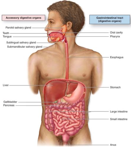 18 Oral Cavity And Salivary Glands Histo Flashcards Quizlet