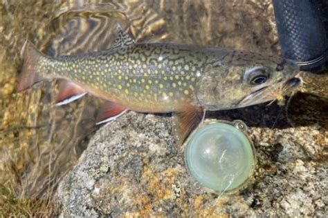 Buldo y montaje de moscas para la pesca de salmónidos en lagos