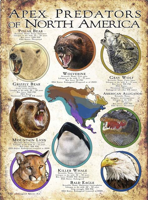 Apex Predators Of North America Poster Print