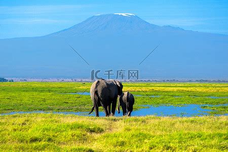 美丽的乞力马扎罗山和大象肯尼亚安博塞利国家公园非洲高清摄影大图 千库网