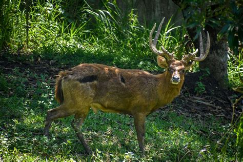 Rusa Deer - Cebu Safari and Adventure Park