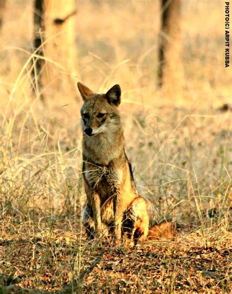 #FridayFacts: Learn About Indian Jackals!