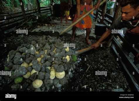 On an early Sunday morning in the village of Falealupo Savaii Samoa ...