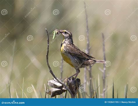 Western Meadowlark Stock Image Image Of Fence Spear 192841705