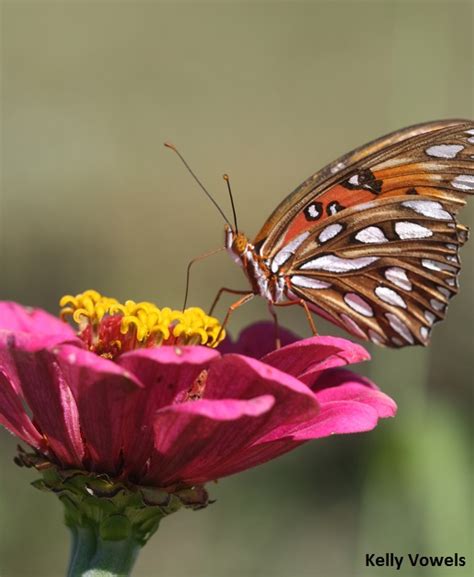 Bernheim Pollinators: Butterflies as Pollinators