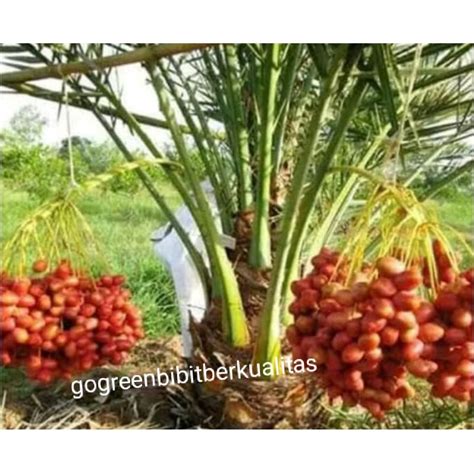 Jual TERBARU 1 Jantan 2 Betina Bibit Buah Tanaman Kurma Tropis