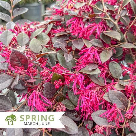 Cerise Charm™ Loropetalum Loropetalum Chinense Kurobijin