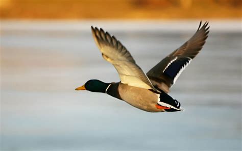 pato hd pájaros voladores imágenes fondos de escritorio 1600x1000