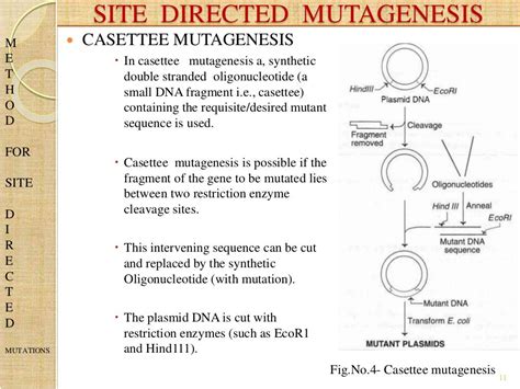 Site directed mutagenesis