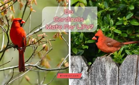 Do Cardinal Mate For Life 6 Best Tips To Impress Cardinals