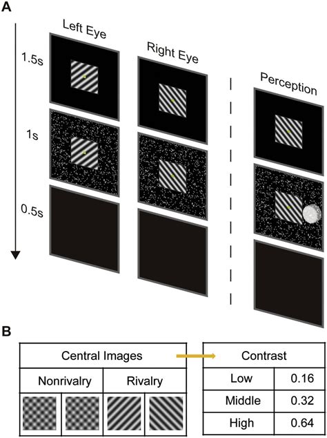 Design Of Experiment Which Measured Whether Binocular Rivalry