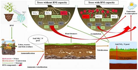 Frontiers Soil Nitrogen Dynamics In Natural Forest Ecosystem A Review