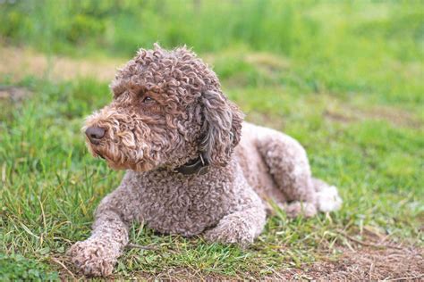 Lagotto Romagnolo Quattro Zampe