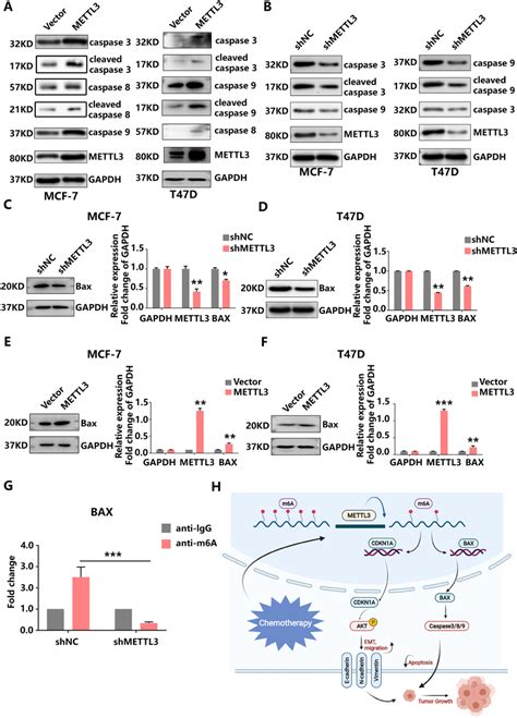 Mettl Induces Hr Her Bc Apoptosis Via The M A Bax Caspase