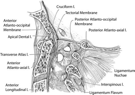 Illustration Of Craniovertebral Junction In Sagittal Plane With Download Scientific Diagram